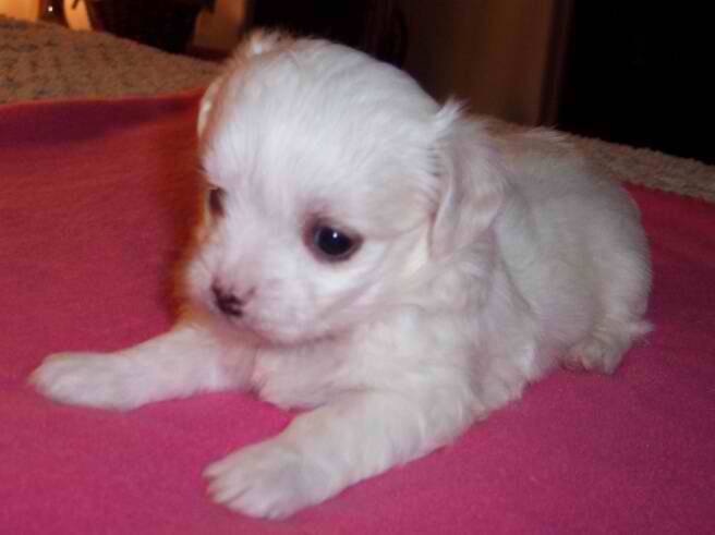puppies for sale in nc free maltese puppies in nc breeds picture puppies for sale in nc free maltese puppies in nc breeds picture