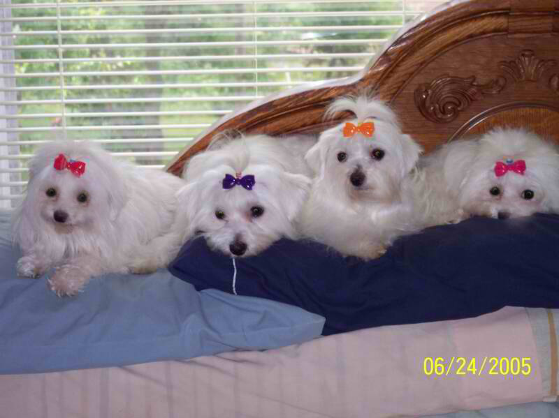 akc maltese for sale